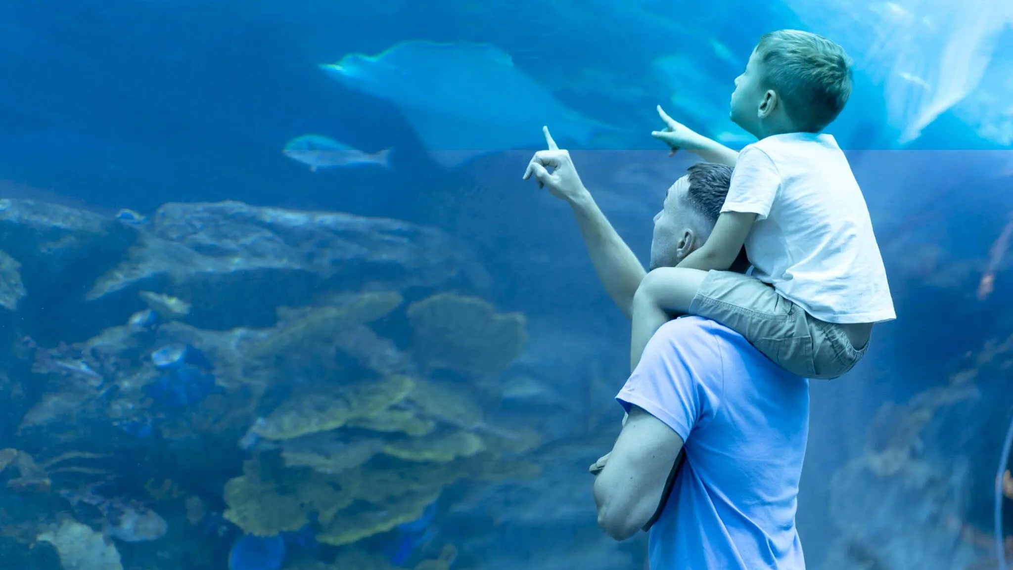 Explore Budget-Friendly Dubai and Dubai Aquarium