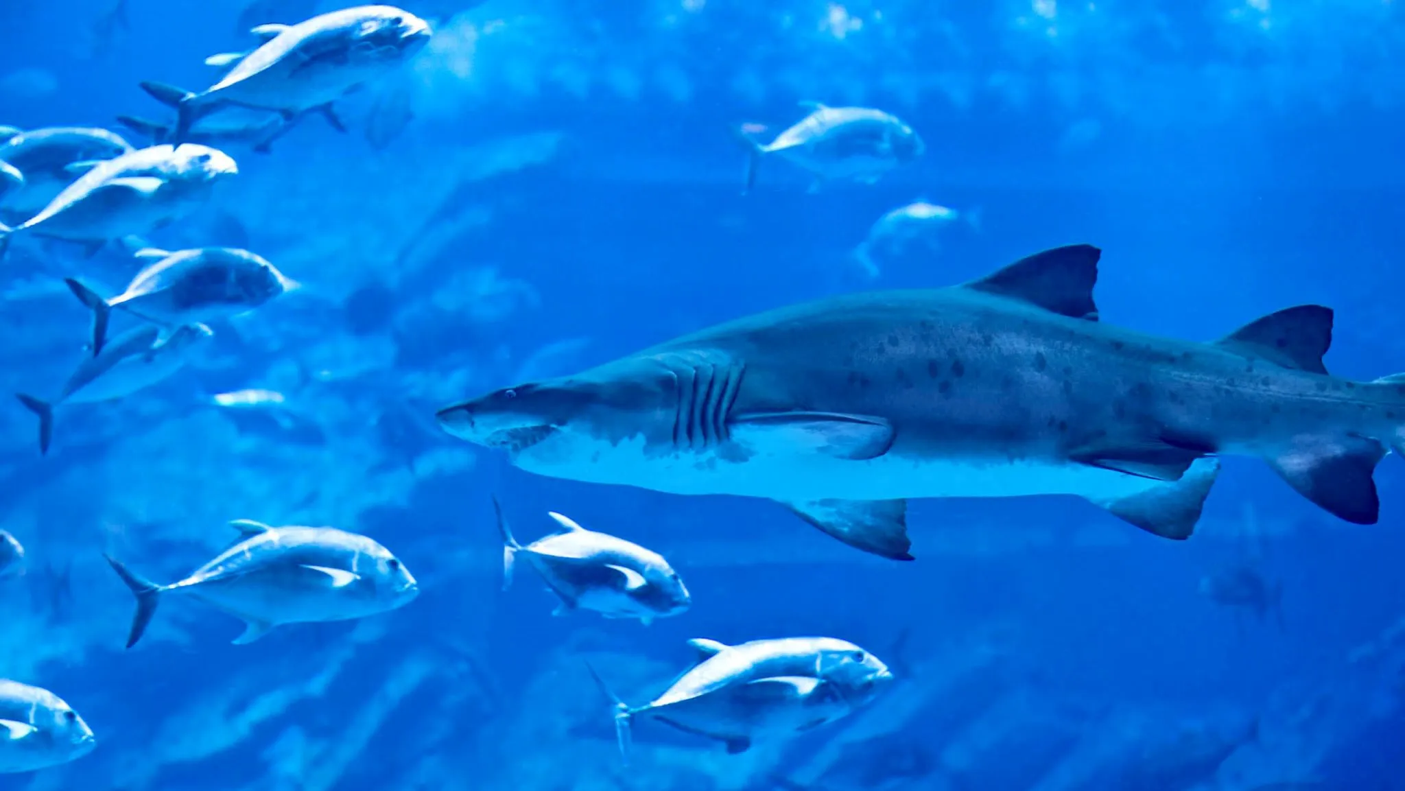 Explore Budget-Friendly Dubai and Dubai Aquarium