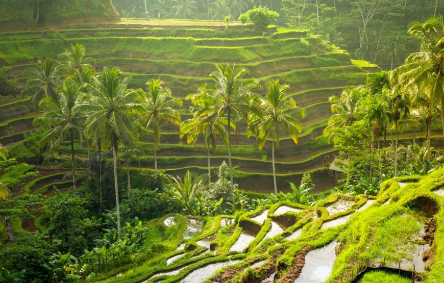 Indonesian Bali Tour Package Inclusive of Air Travel