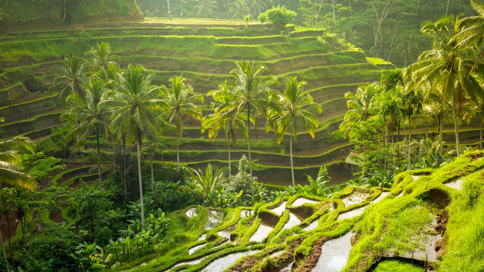 <span> Day 2 </span> Full-Day Ubud Tour | Experience the Majesty of Tegenungan Waterfall and the Verdant Beauty of Tegalalang Rice Terrace