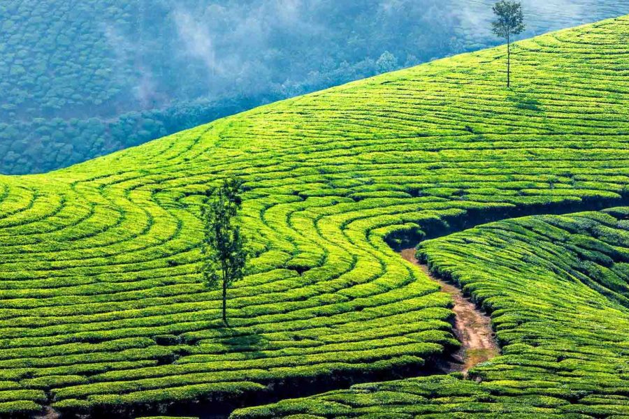 Best Kerala Family Tour